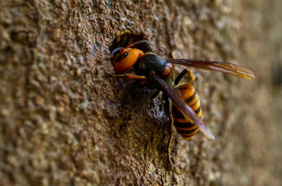 オオスズメバチ