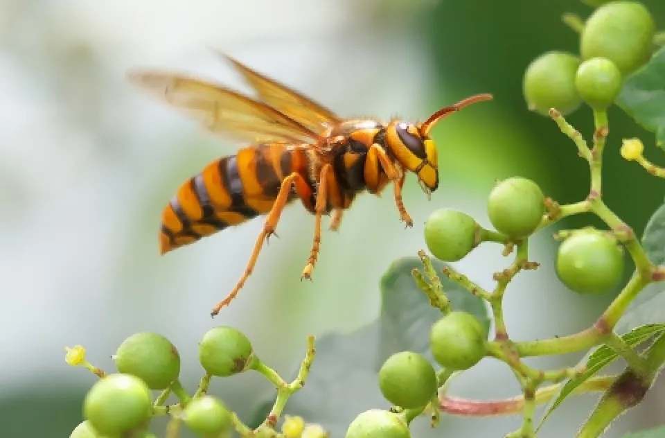 キイロスズメバチ