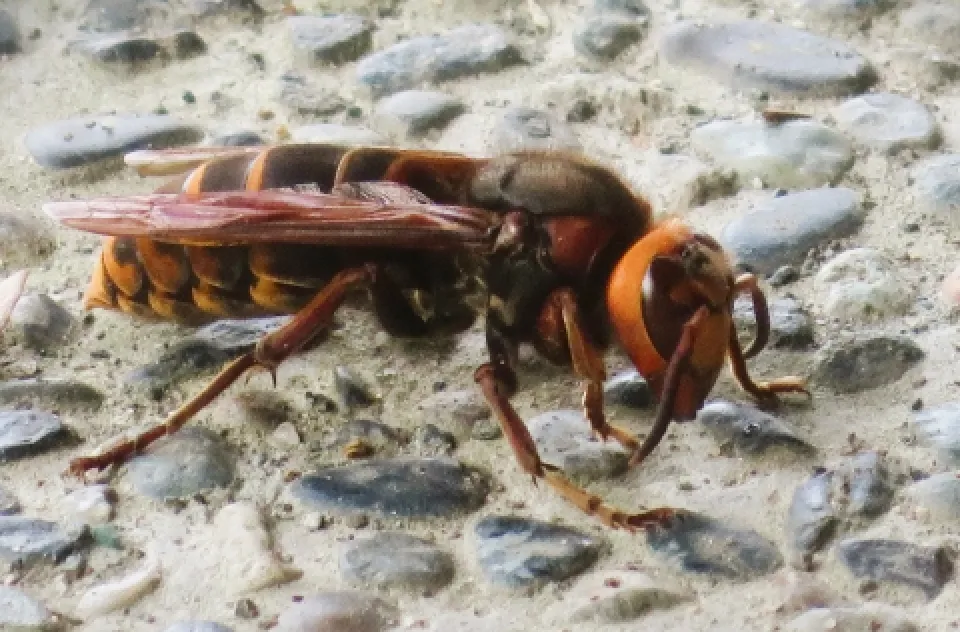 モンスズメバチ