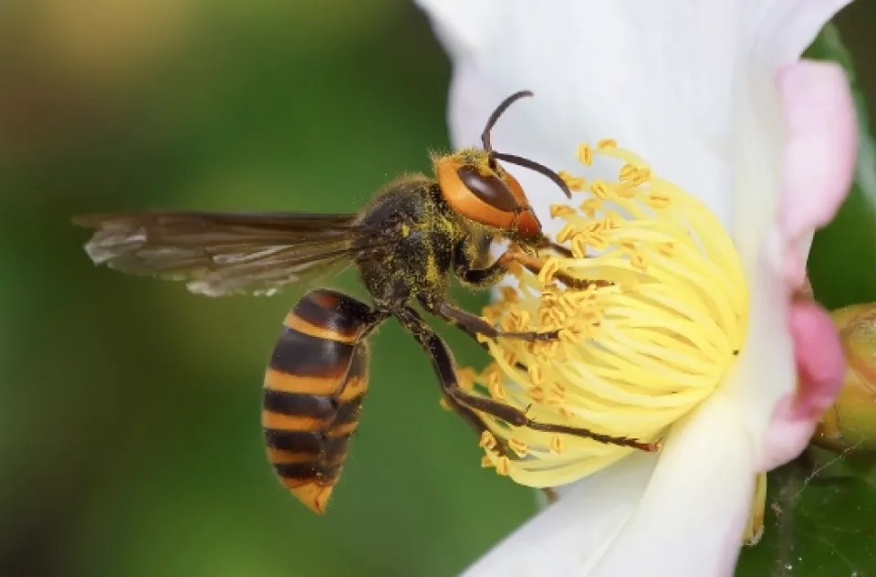 コガタスズメバチ