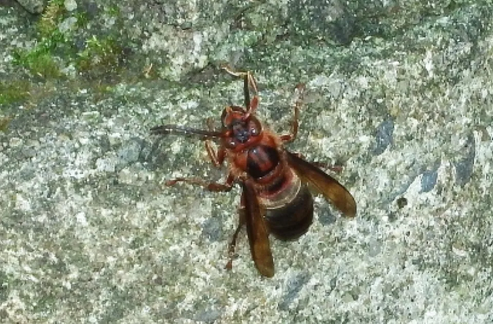 チャイロスズメバチ